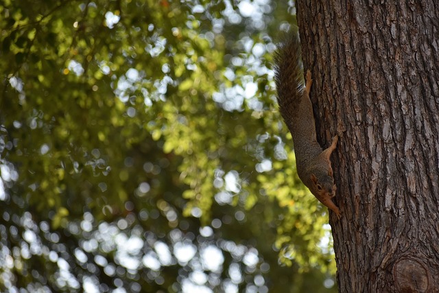 同时鼓励球 同时鼓励球
